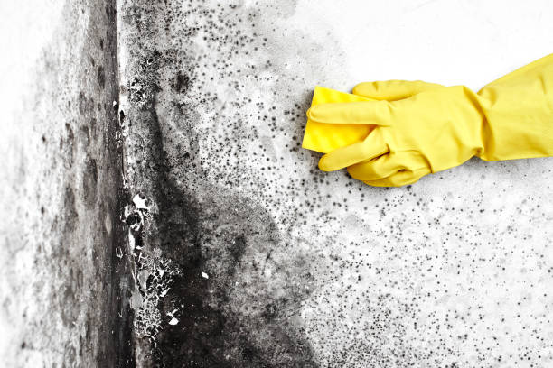 Best Attic Mold Removal  in West Mayfield, PA