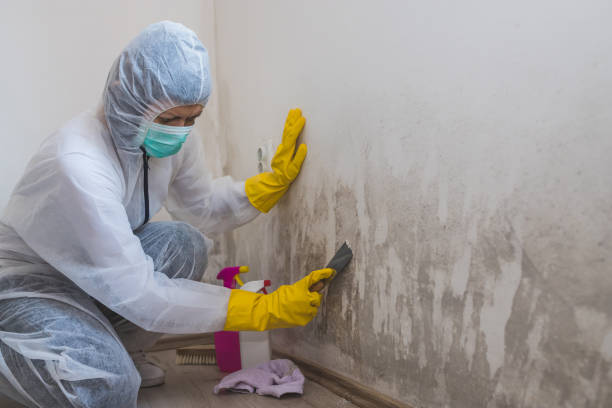 Best Mold Cleaning Services  in West Mayfield, PA