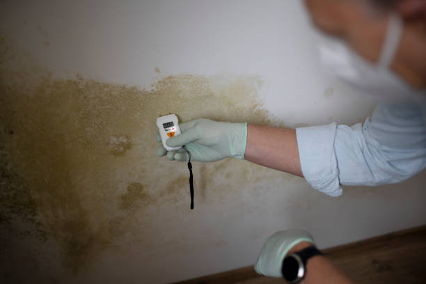 Mold Removal and Inspection in West Mayfield, PA