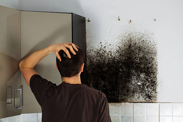 Best Attic Mold Removal  in West Mayfield, PA